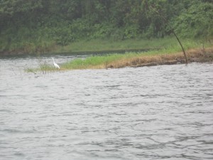 Heron, Laguna de Arenal 